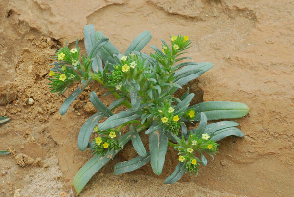 Arnebia linearifolia A.DC.