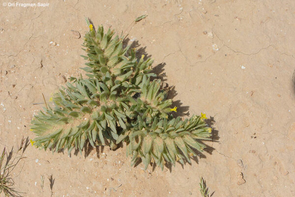 Arnebia linearifolia A.DC. - Image 2