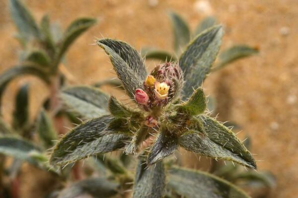 Moltkiopsis ciliata (Forssk.) I.M.Johnst.