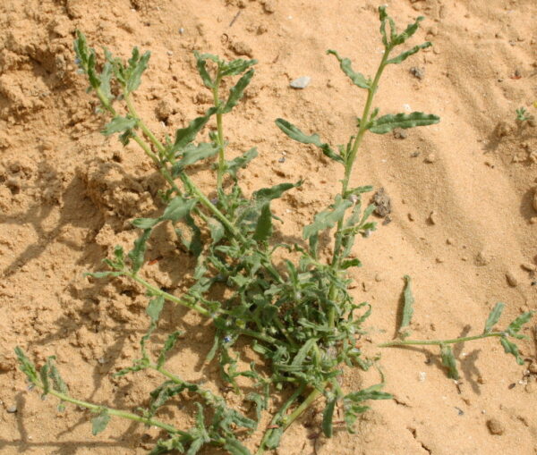 Gastrocotyle hispida (Forssk.) Bunge - Image 2