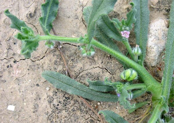 Gastrocotyle hispida (Forssk.) Bunge