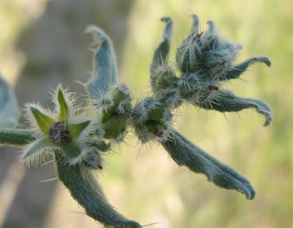 Gastrocotyle hispida (Forssk.) Bunge - Image 3