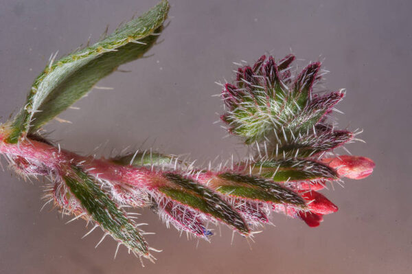 Moltkiopsis ciliata (Forssk.) I.M.Johnst. - Image 2