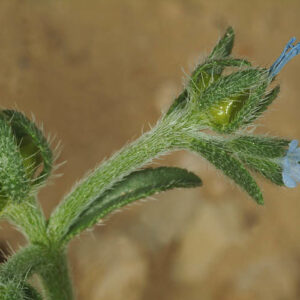Lappula spinocarpos (Forssk.) Asch. ex Kuntze