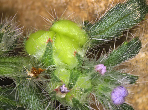 Gastrocotyle hispida (Forssk.) Bunge - Image 4