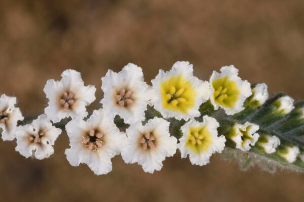 Heliotropium hirsutissimum Weber