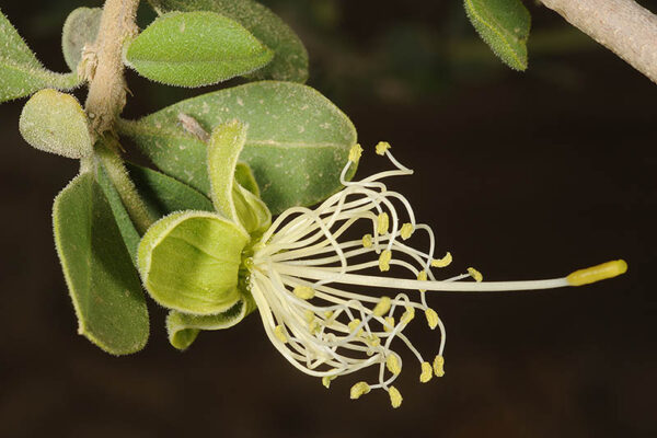 Maerua crassifolia Forssk.