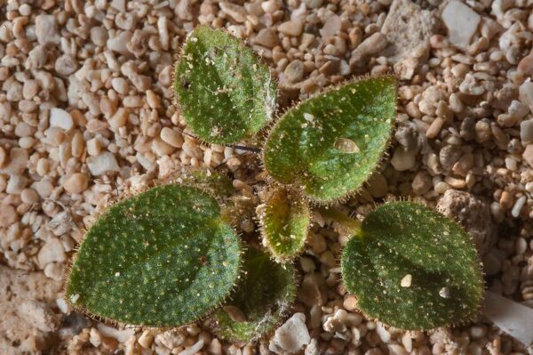 Cleome scaposa DC. - Image 3