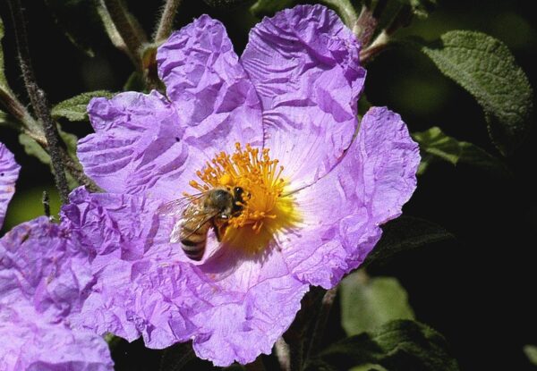 Cistus creticus L. - Image 3