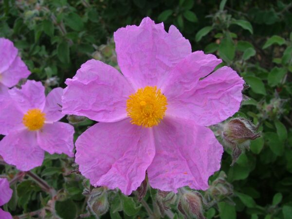 Cistus creticus L. - Image 5