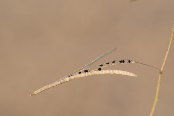 Cleome scaposa DC. - Image 2