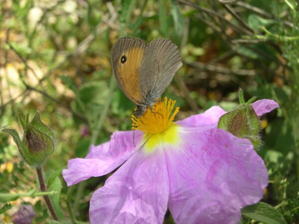 Cistus creticus L. - Image 4