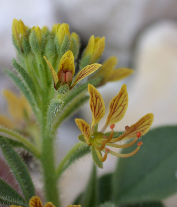 Cleome arabica L.