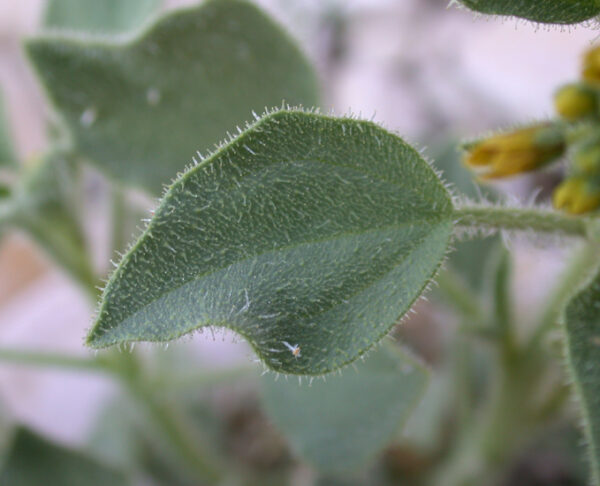 Cleome arabica L. - Image 4