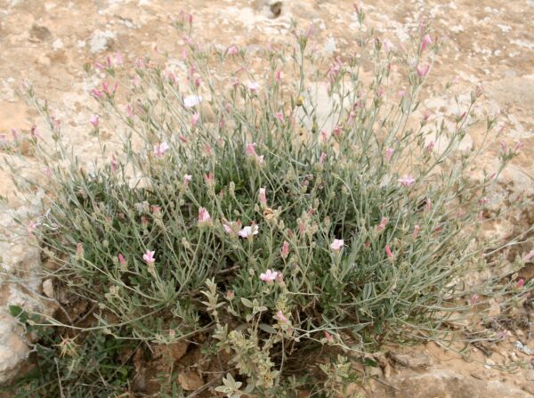 Convolvulus oleifolius Desr. - Image 8
