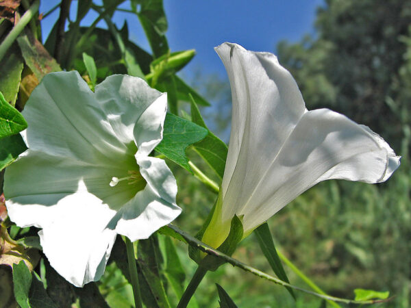 Calystegia sepium (L.) R. Br.