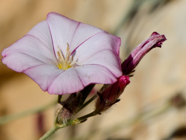 Convolvulus oleifolius Desr.