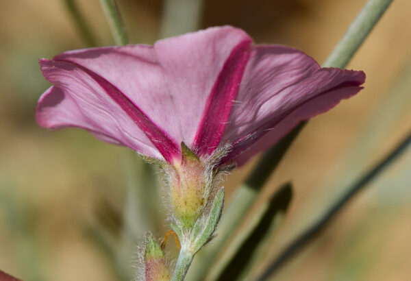 Convolvulus oleifolius Desr. - Image 2