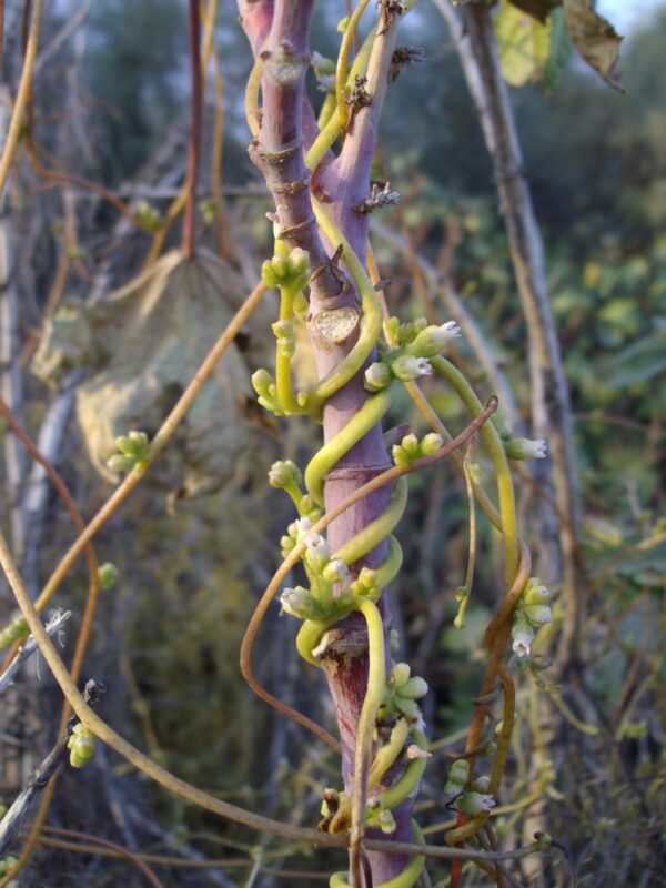 Cuscuta monogyna Vahl - Image 7