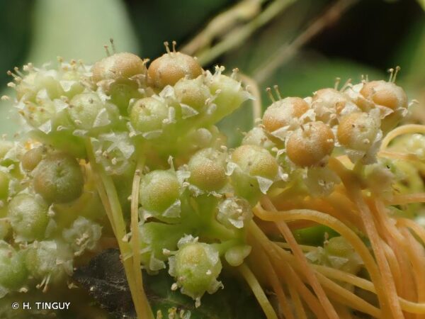 Cuscuta campestris Yunck. - Image 4