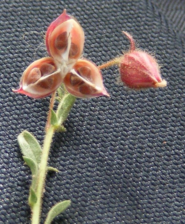 Fumana arabica (L.) Spach - Image 6