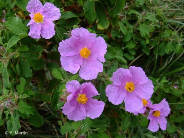 Cistus creticus L.