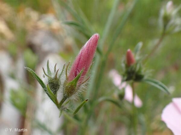 Convolvulus cantabrica L. - Image 2