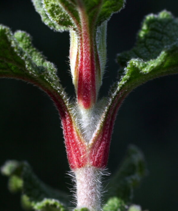 Cistus creticus L. - Image 7
