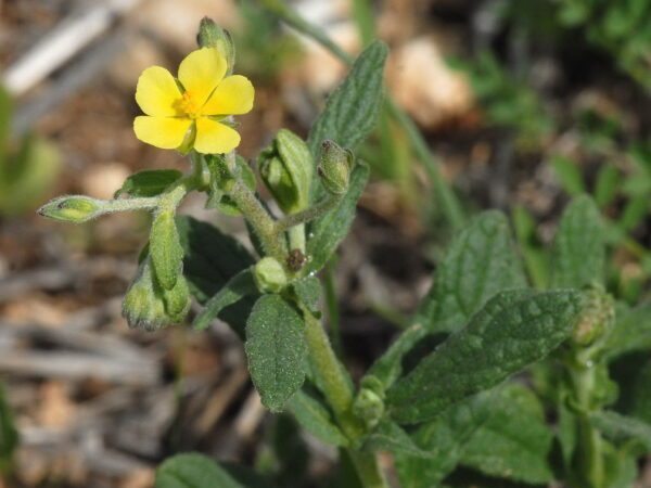 Helianthemum salicifolium (L.) Mill. - Image 3