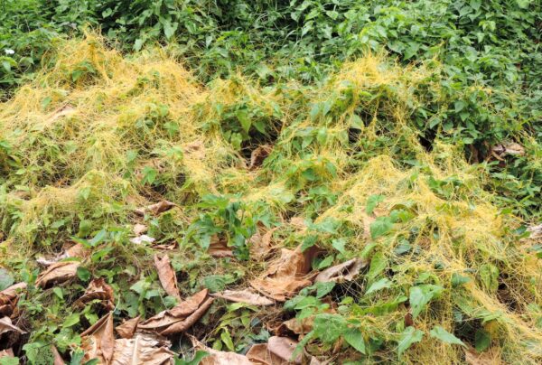 Cuscuta campestris Yunck. - Image 8