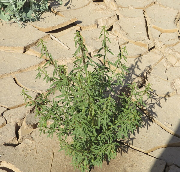 Cleome amblyocarpa Barratte & Murb. - Image 8