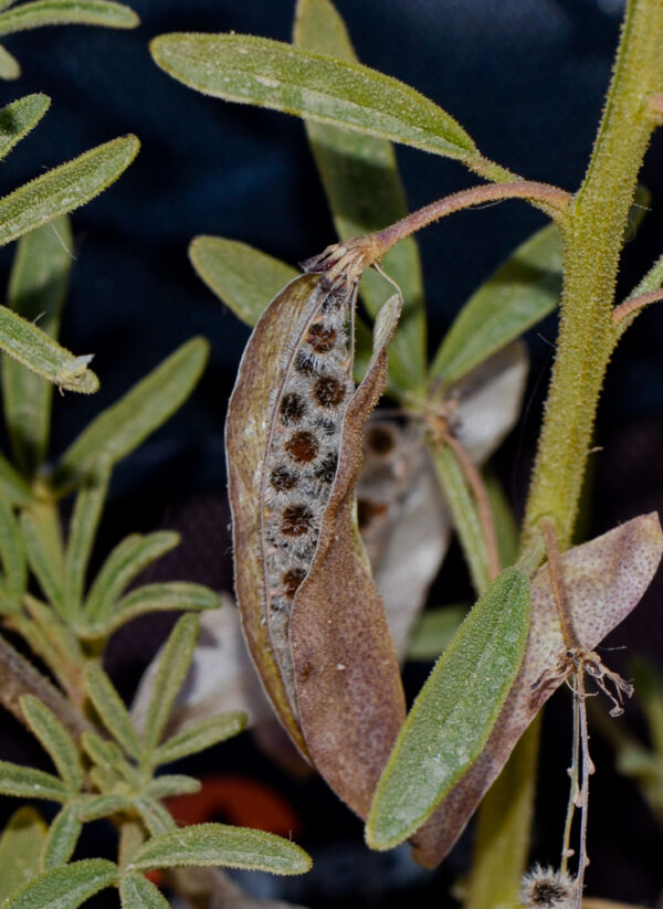 Cleome amblyocarpa Barratte & Murb. - Image 7