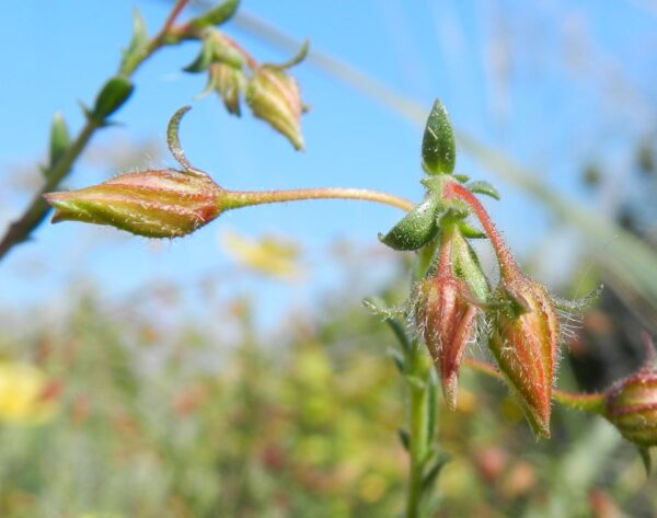 Fumana arabica (L.) Spach - Image 5