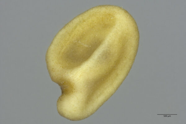 Cuscuta monogyna Vahl - Image 8