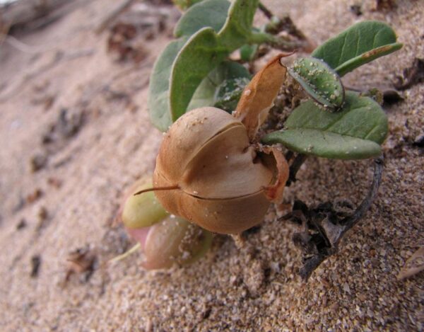 Ipomoea imperati (Vahl) Griseb. - Image 4