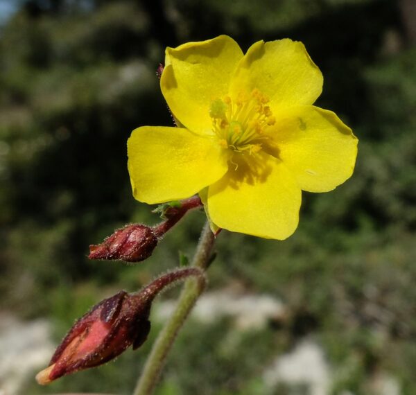 Fumana scoparia Pomel