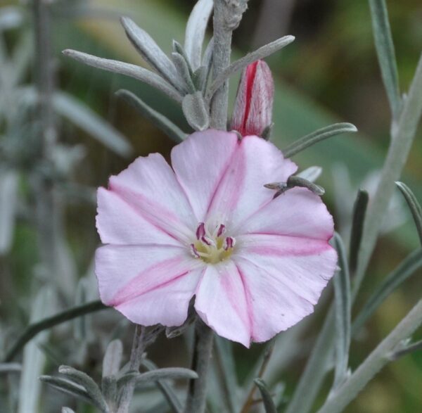 Convolvulus oleifolius Desr. - Image 3