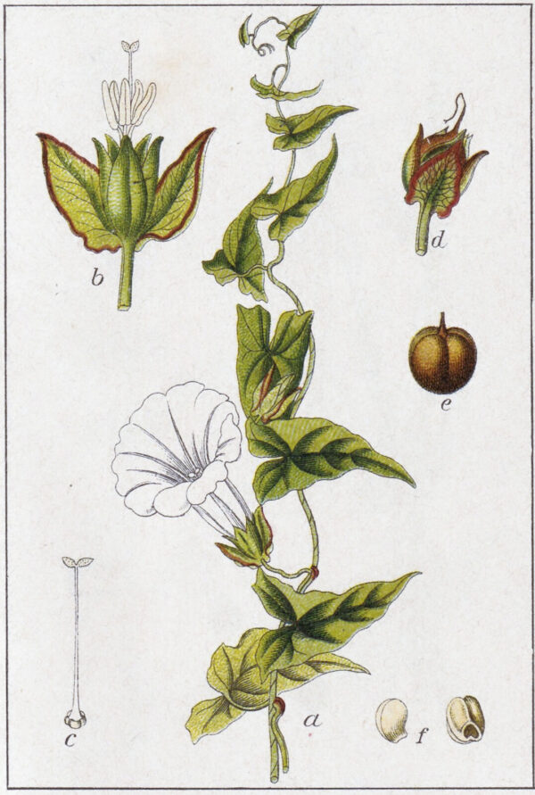Calystegia sepium (L.) R. Br. - Image 8