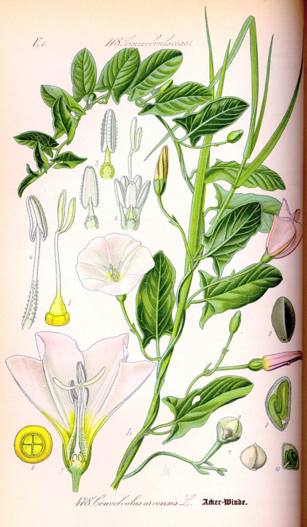 Convolvulus arvensis L. - Image 9