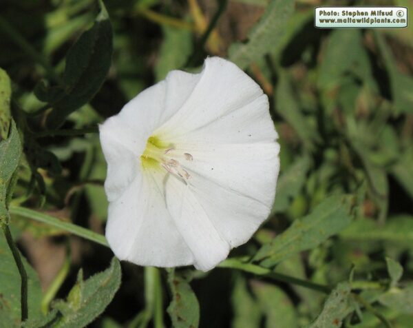 Convolvulus arvensis L. - Image 4