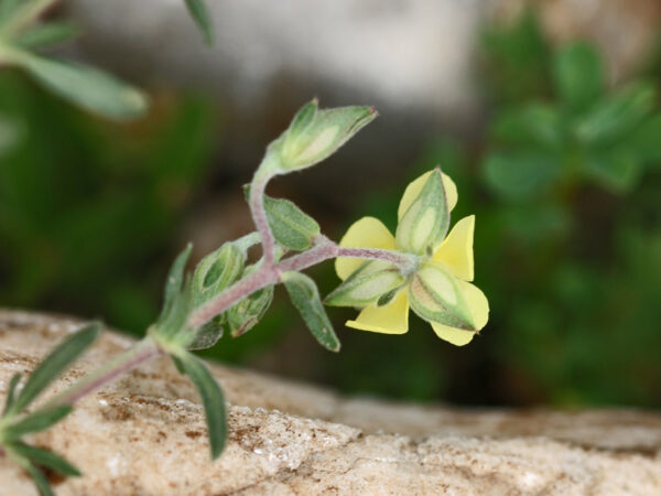Helianthemum salicifolium (L.) Mill. - Image 2