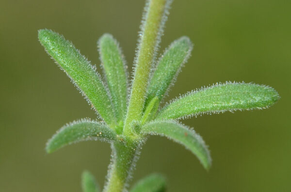 Fumana thymifolia (L.) Webb - Image 5