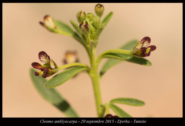Cleome amblyocarpa Barratte & Murb. - Image 2