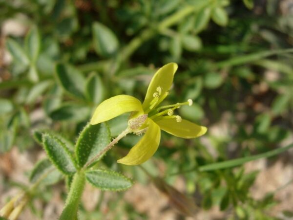Cleome brachycarpa Vahl ex DC. - Image 3