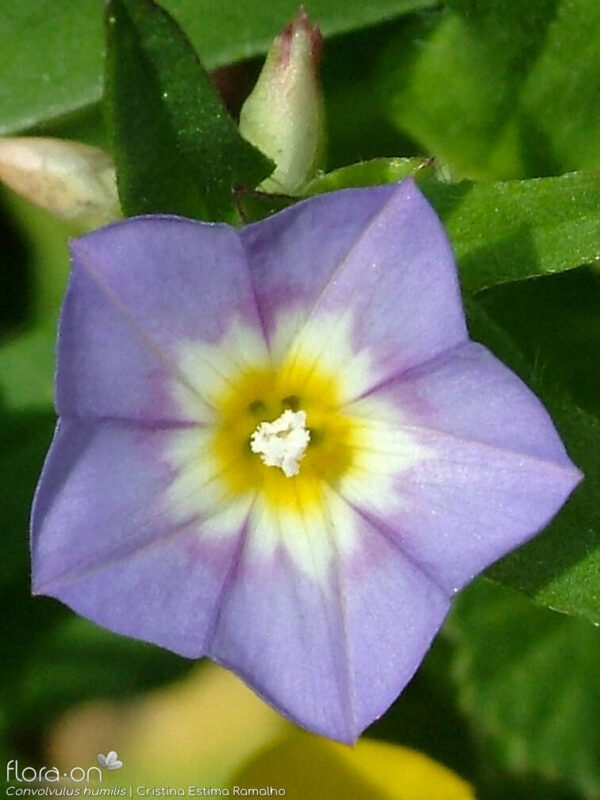 Convolvulus humilis Jacq.