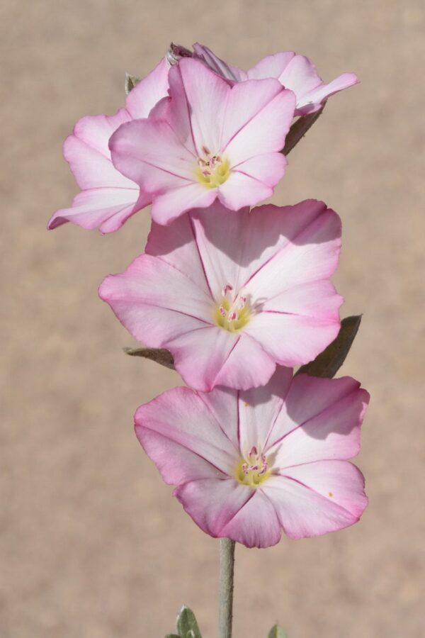 Convolvulus oleifolius Desr. - Image 5