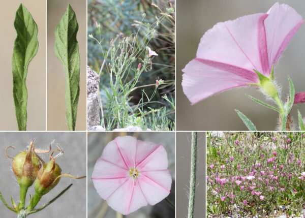 Convolvulus cantabrica L. - Image 3