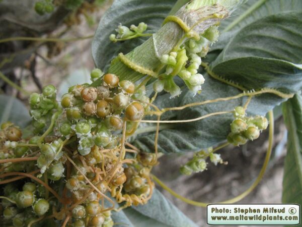 Cuscuta campestris Yunck. - Image 2