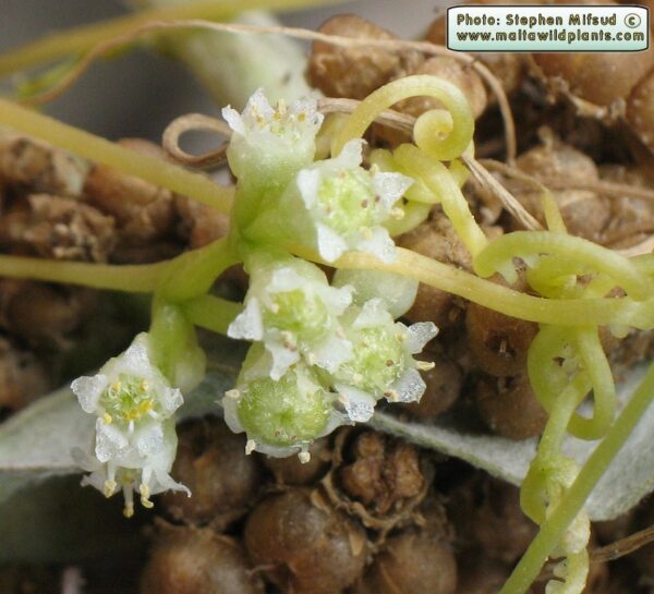 Cuscuta campestris Yunck.