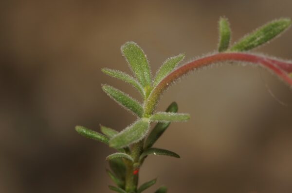 Fumana thymifolia (L.) Webb - Image 4